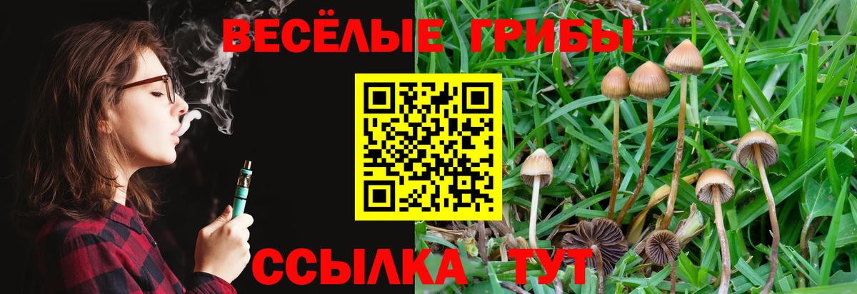 Ртищево  Псилоцибиновые грибы Psilocybine cubensis  Вход с VPN 